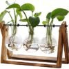 XXXFLOWER Plant Terrarium with Wooden Stand, Air Planter Bulb Glass Vase Metal Swivel Holder Retro Tabletop for Hydroponics Home Garden Office Decoration - 3 Bulb Vase